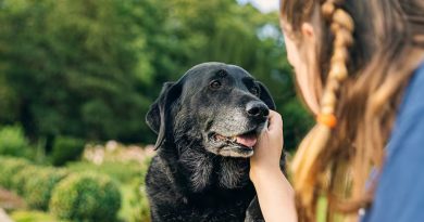 La inevitable vejez canina: ¿Cuándo se considera a un perro “viejo”?